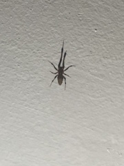 Araneae