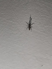 Araneae