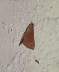 Anomis illita