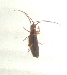 Rhagiomorphini