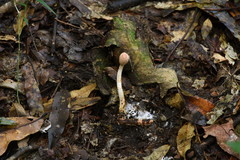 Paraisaria gracilioides