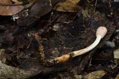 Paraisaria gracilioides