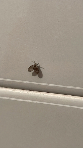 Unknown species found near Clocks Blvd, Massapequa, NY, US