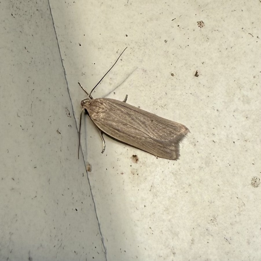 Gonioterma mistrella
