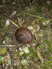 Webbhelix multilineata