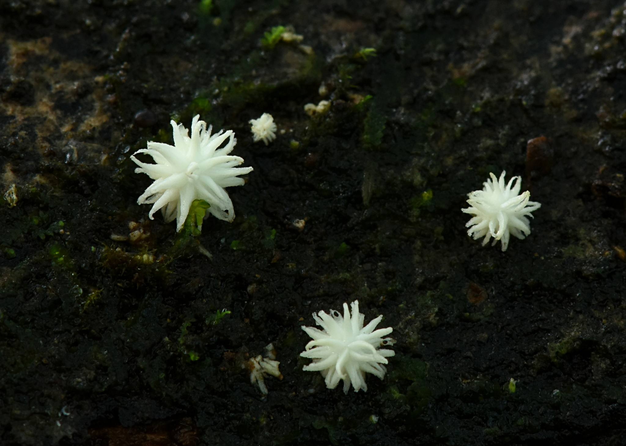 Amparoina spinosissima image