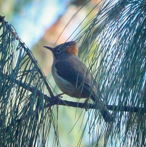 Rufous-vented Yuhina