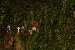 Mycena fulgoris