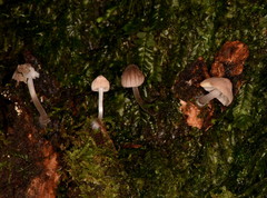 Mycena fulgoris