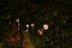 Mycena fulgoris