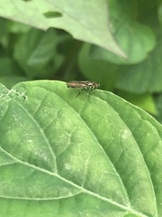 Diptera