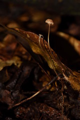Mycena luxfoliicola