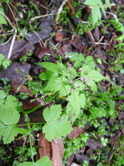 Osmorhiza purpurea