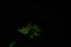 Mycena guzmanii