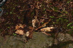 Mycena guzmanii