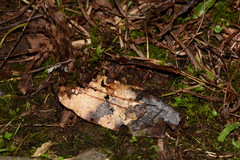 Mycena guzmanii