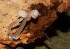 Mycena guzmanii