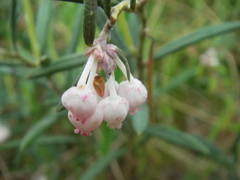 Andromeda polifolia glaucophylla