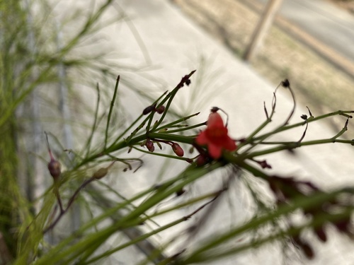 Russelia equisetiformis