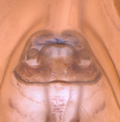 Peripsocus subfasciatus