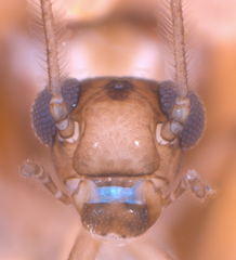 Peripsocus subfasciatus