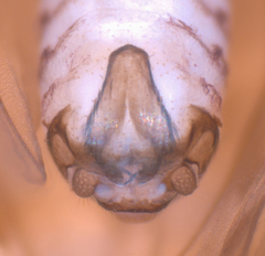 Peripsocus subfasciatus
