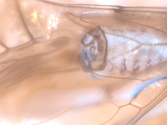 Peripsocus subfasciatus