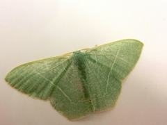Pelagodes antiquadraria