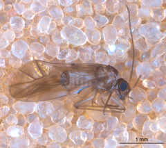 Peripsocus subfasciatus