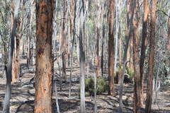 Eucalyptus astringens