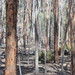 Eucalyptus astringens - Photo (c) Ryne Rutherford, osa oikeuksista pidätetään (CC BY-NC), uploaded by Ryne Rutherford