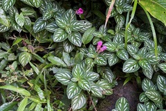 Impatiens marianae, photograph (c) Cole Wolf, some rights reserved (CC BY)