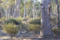 Eucalyptus wandoo