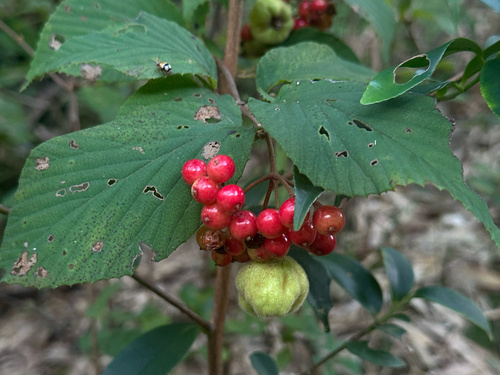 Viburnum erosum iNat (1)