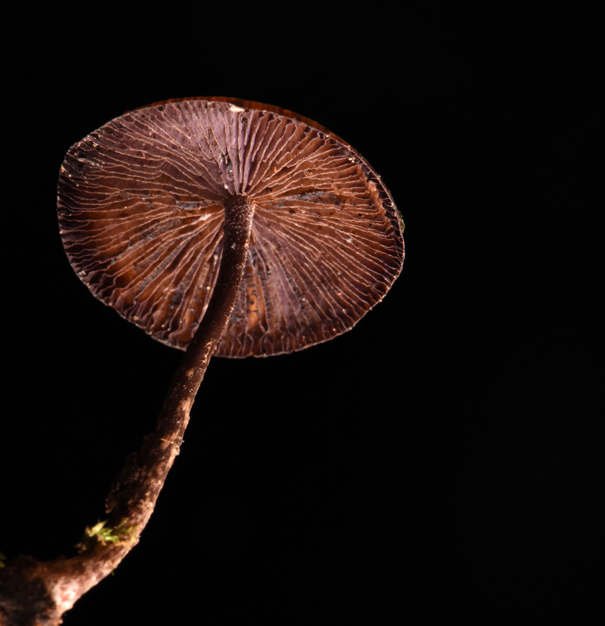 Psilocybe yungensis image