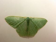 Pelagodes antiquadraria