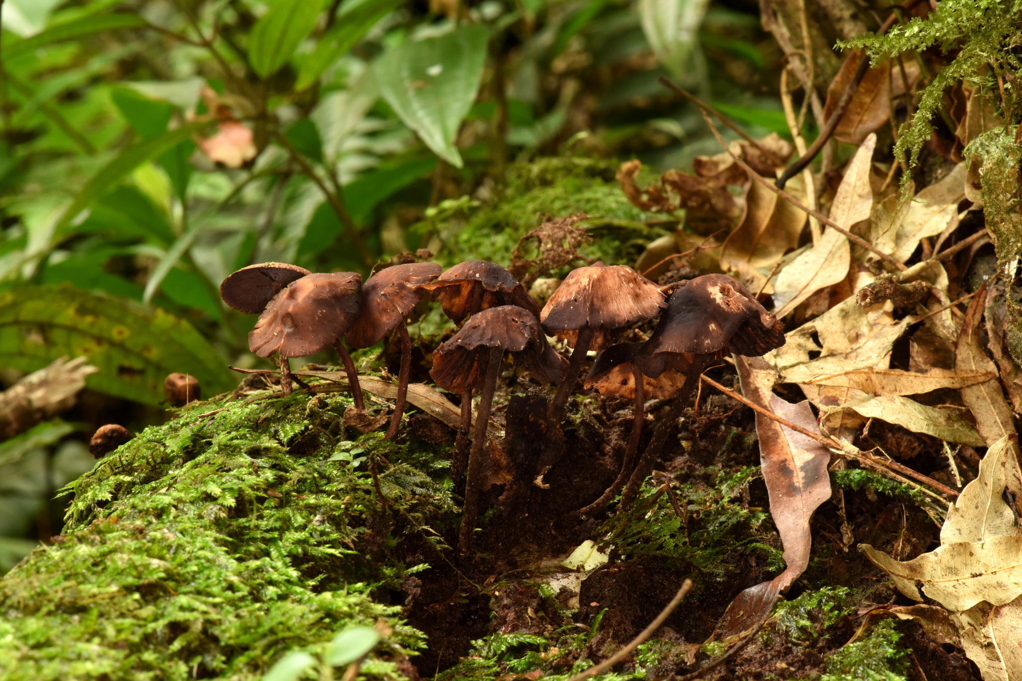 Psilocybe yungensis image