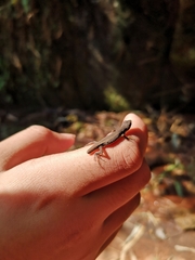 Takydromus intermedius