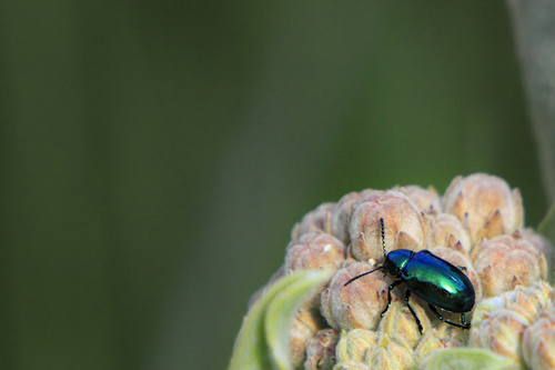 Cobalt Milkweed Beetle