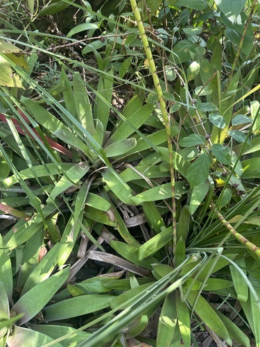Goudaea chrysostachys, photograph 4