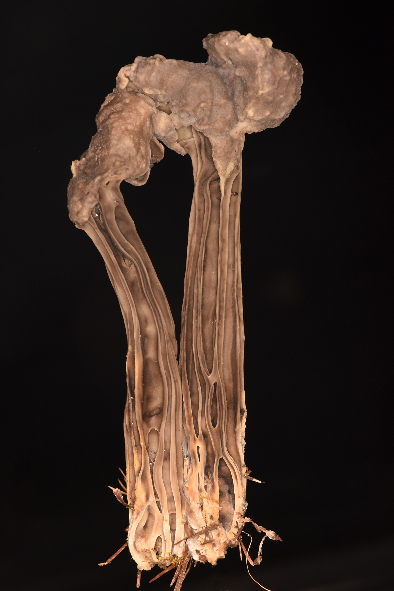 Helvella lacunosa image