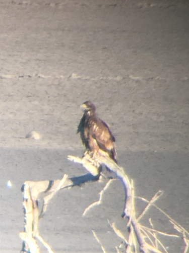 Bald Eagle photographed in New Mexico