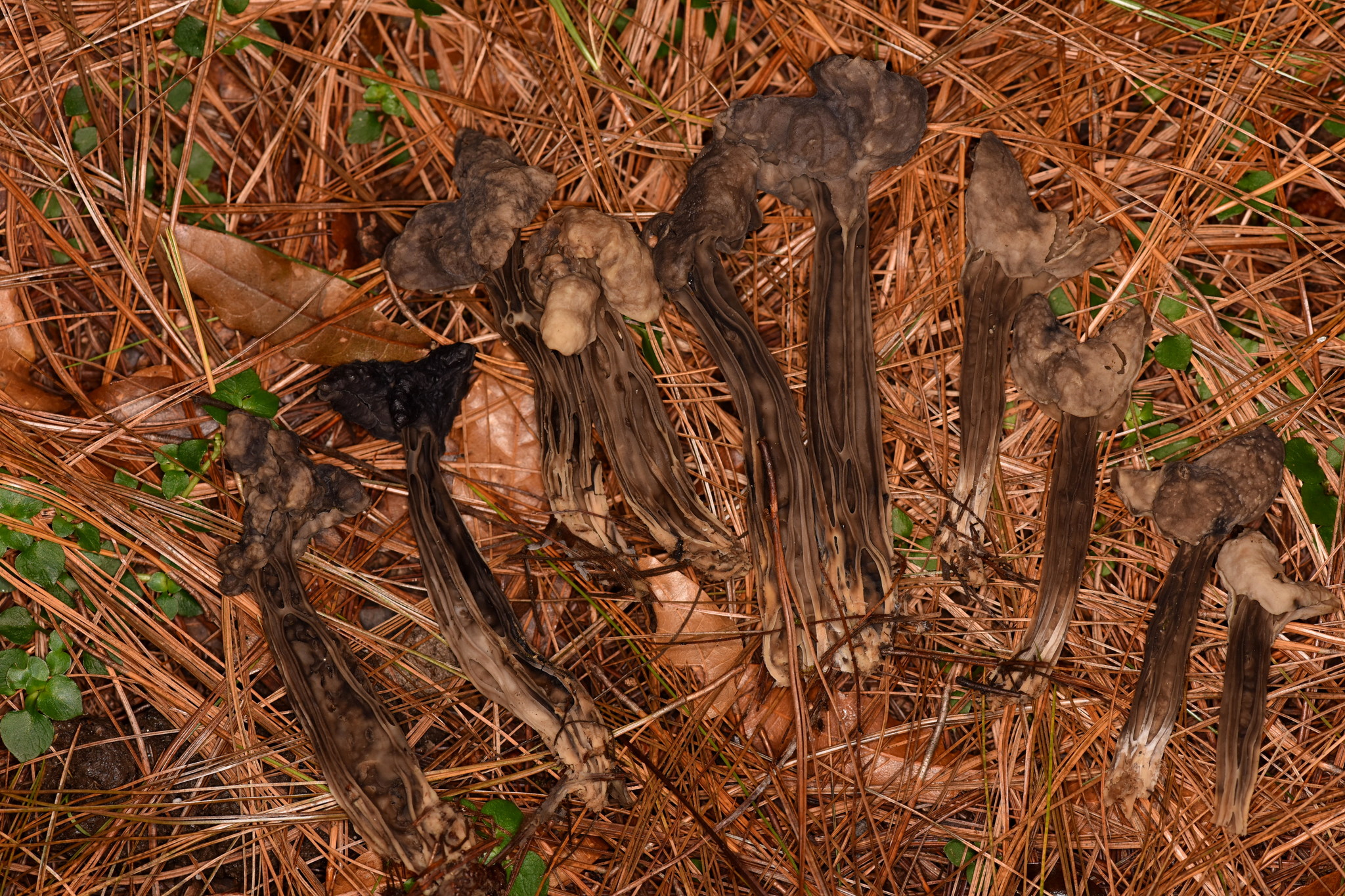 Helvella lacunosa image