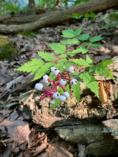 white-fruited white baneberry photographed in Rhode Island