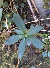 Lysionotus pauciflorus