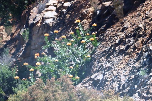 Leucospermum vestitum, photograph 5