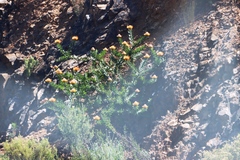 Leucospermum vestitum, photograph (c) Tony Rebelo, some rights reserved (CC BY-SA)