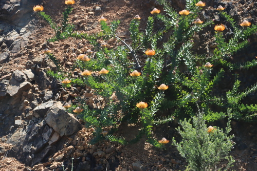 Leucospermum vestitum, photograph 3
