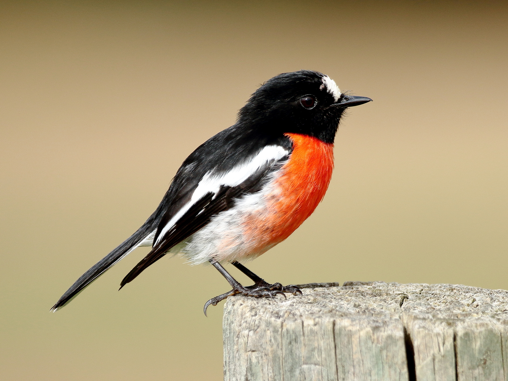 Australasian robin - Wikipedia