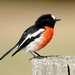 Scarlet Robin - Photo (c) Graham Winterflood, some rights reserved (CC BY-SA), uploaded by Graham Winterflood